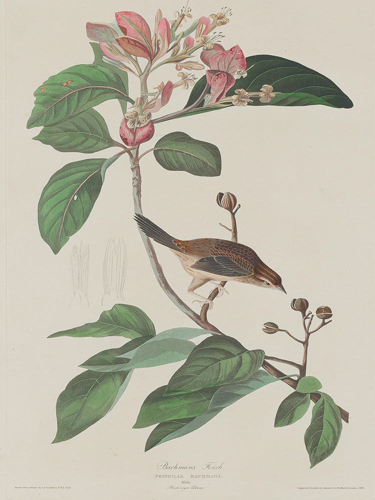 Audubon Collection 70