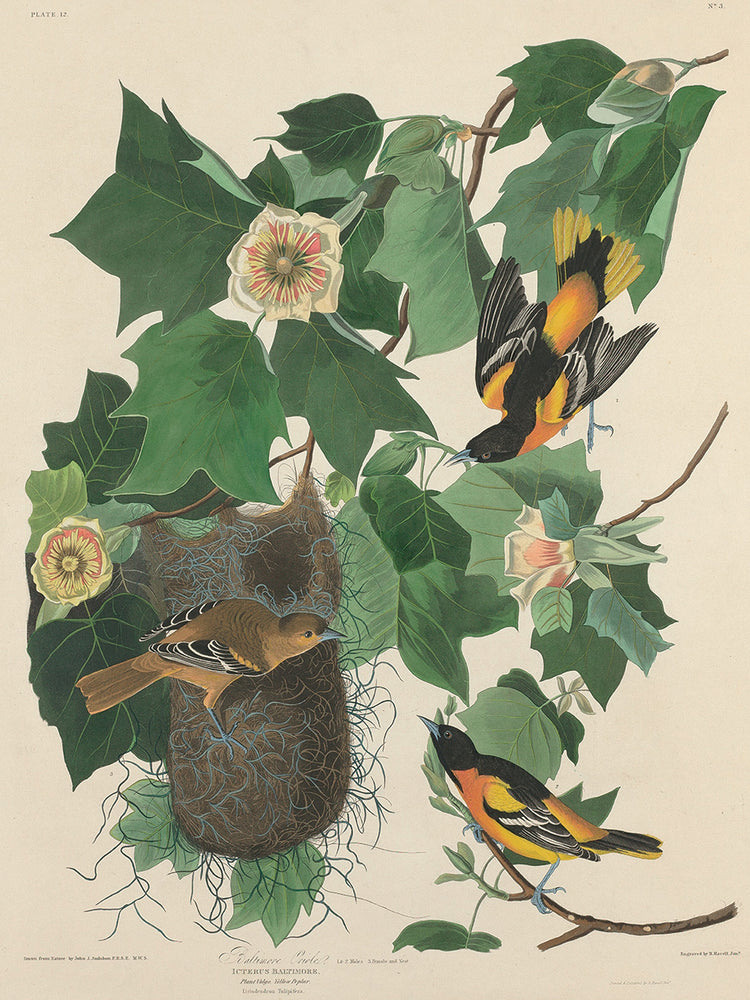 Audubon Collection 71