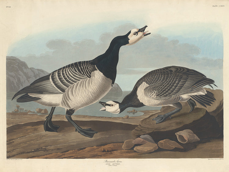 Audubon Collection 72