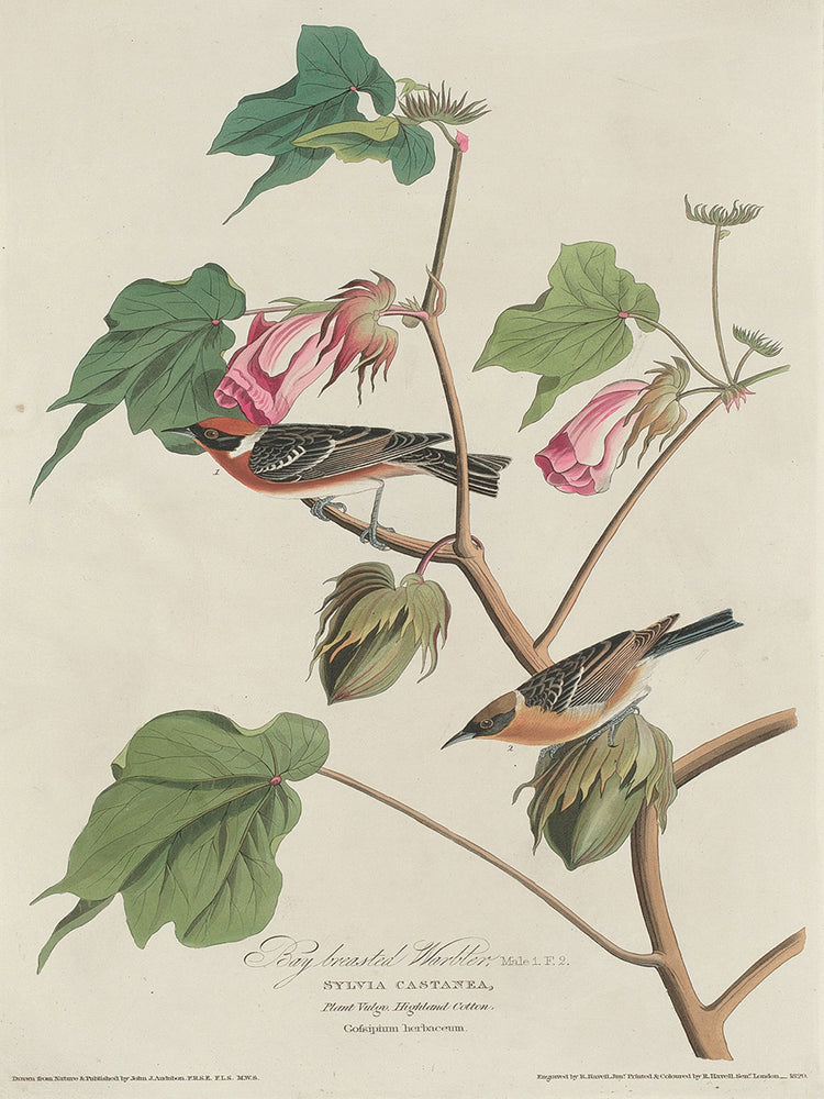 Audubon Collection 74
