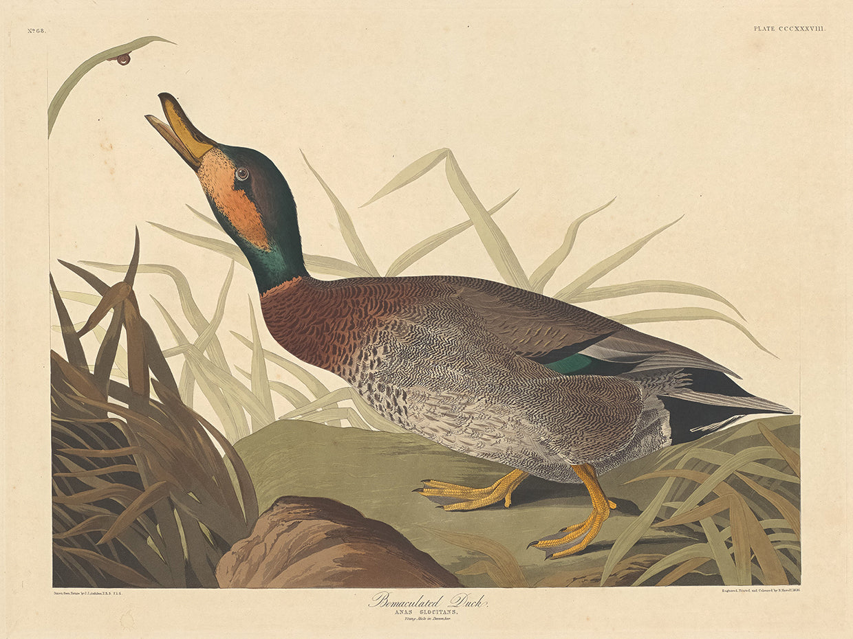 Audubon Collection 76