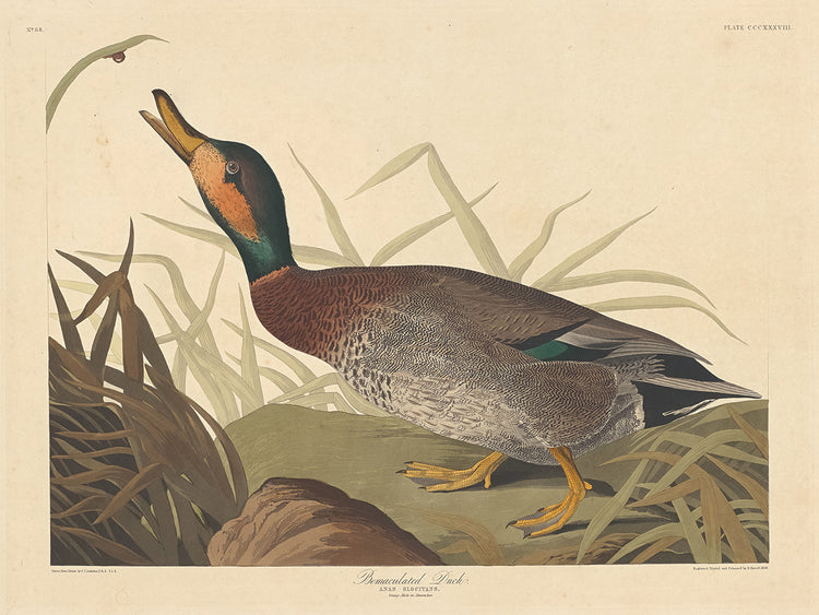 Audubon Collection 76