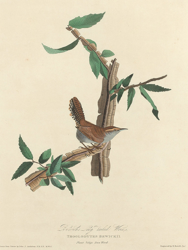 Audubon Collection 77