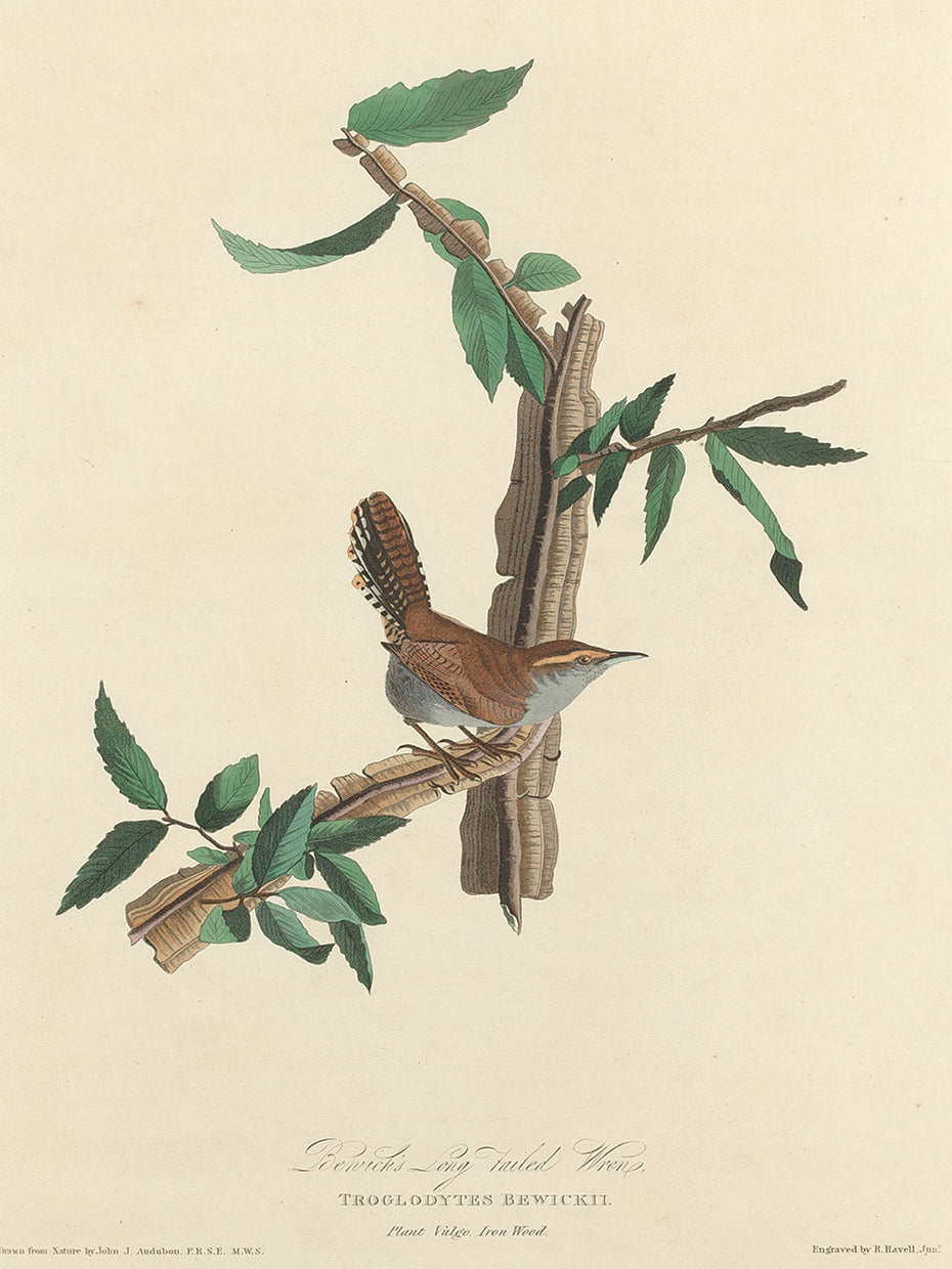 Audubon Collection 77