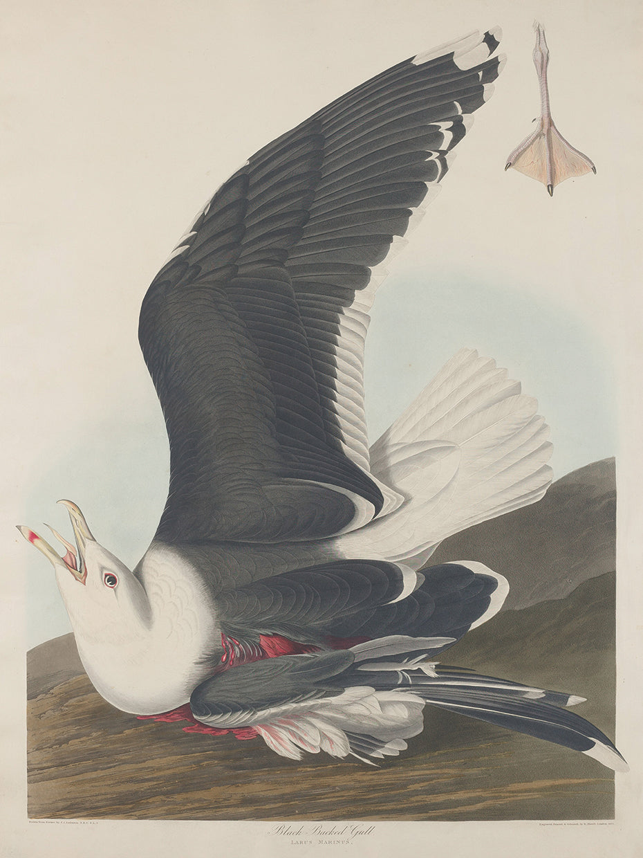 Audubon Collection 78