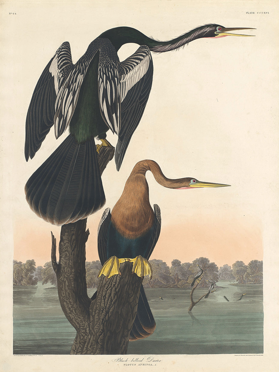 Audubon Collection 79