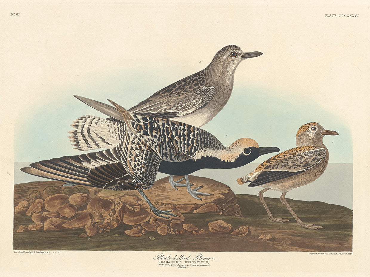 Audubon Collection 80