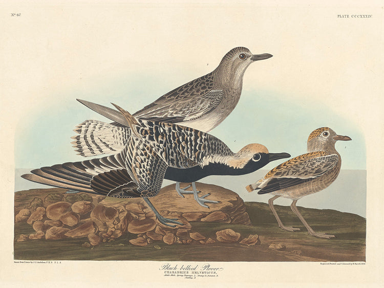 Audubon Collection 80