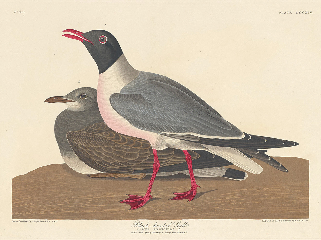 Audubon Collection 83