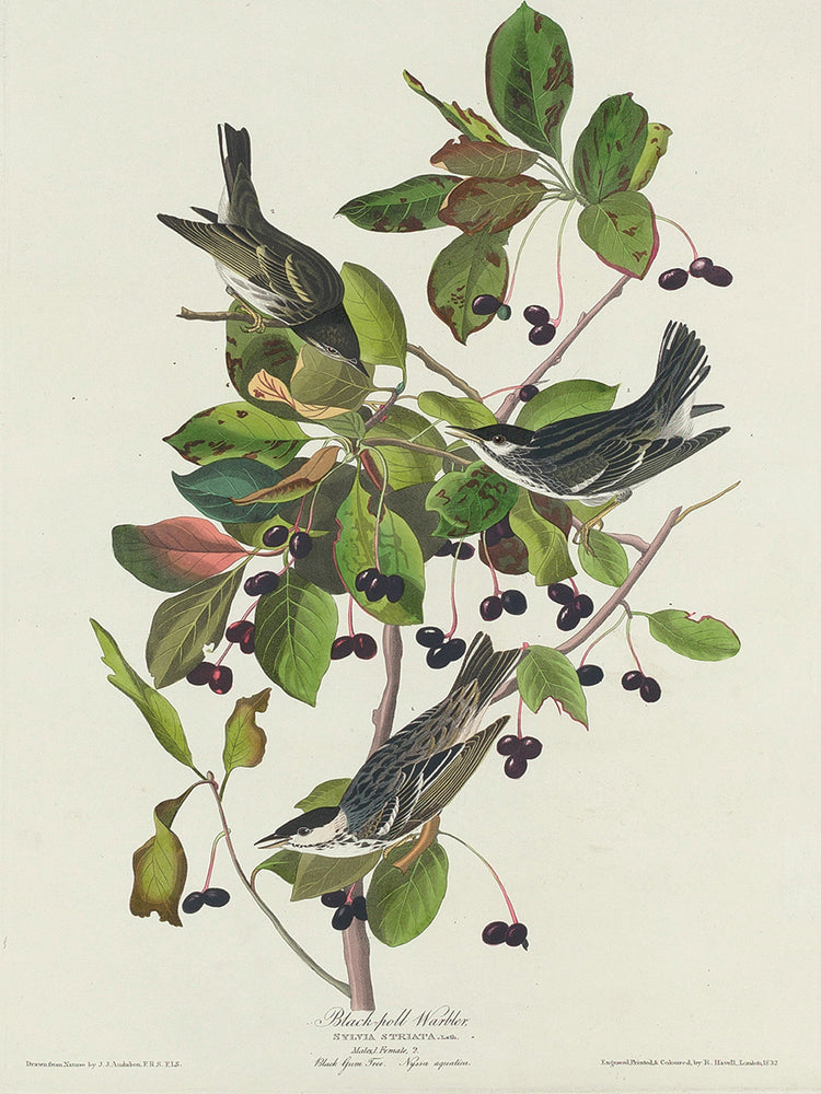 Audubon Collection 84