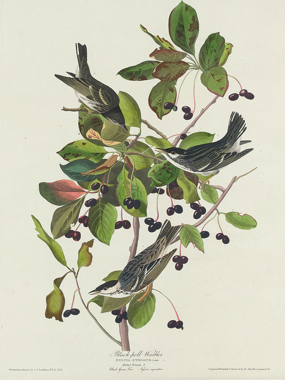Audubon Collection 84