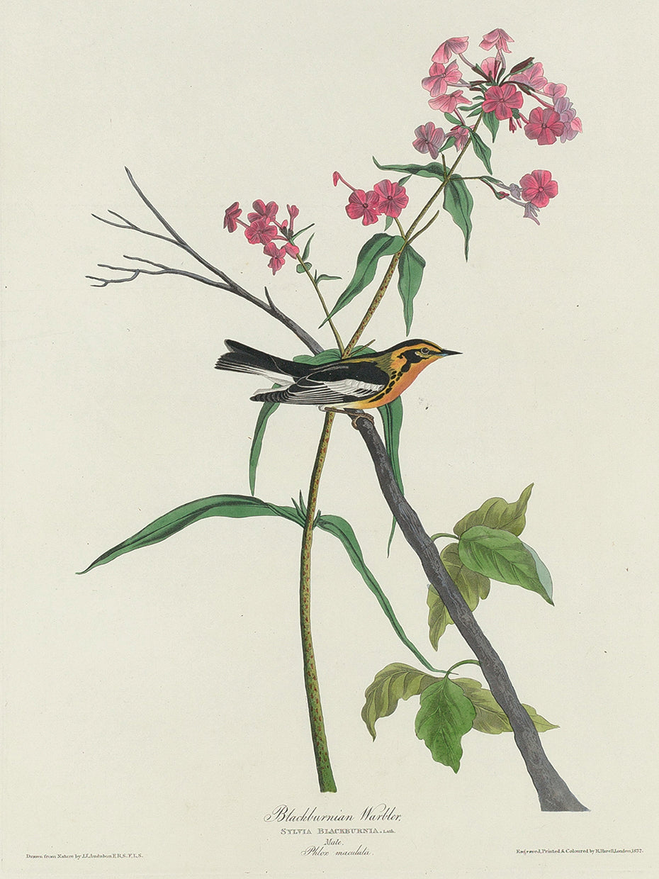 Audubon Collection 87