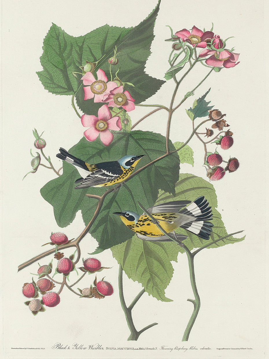 Audubon Collection 89