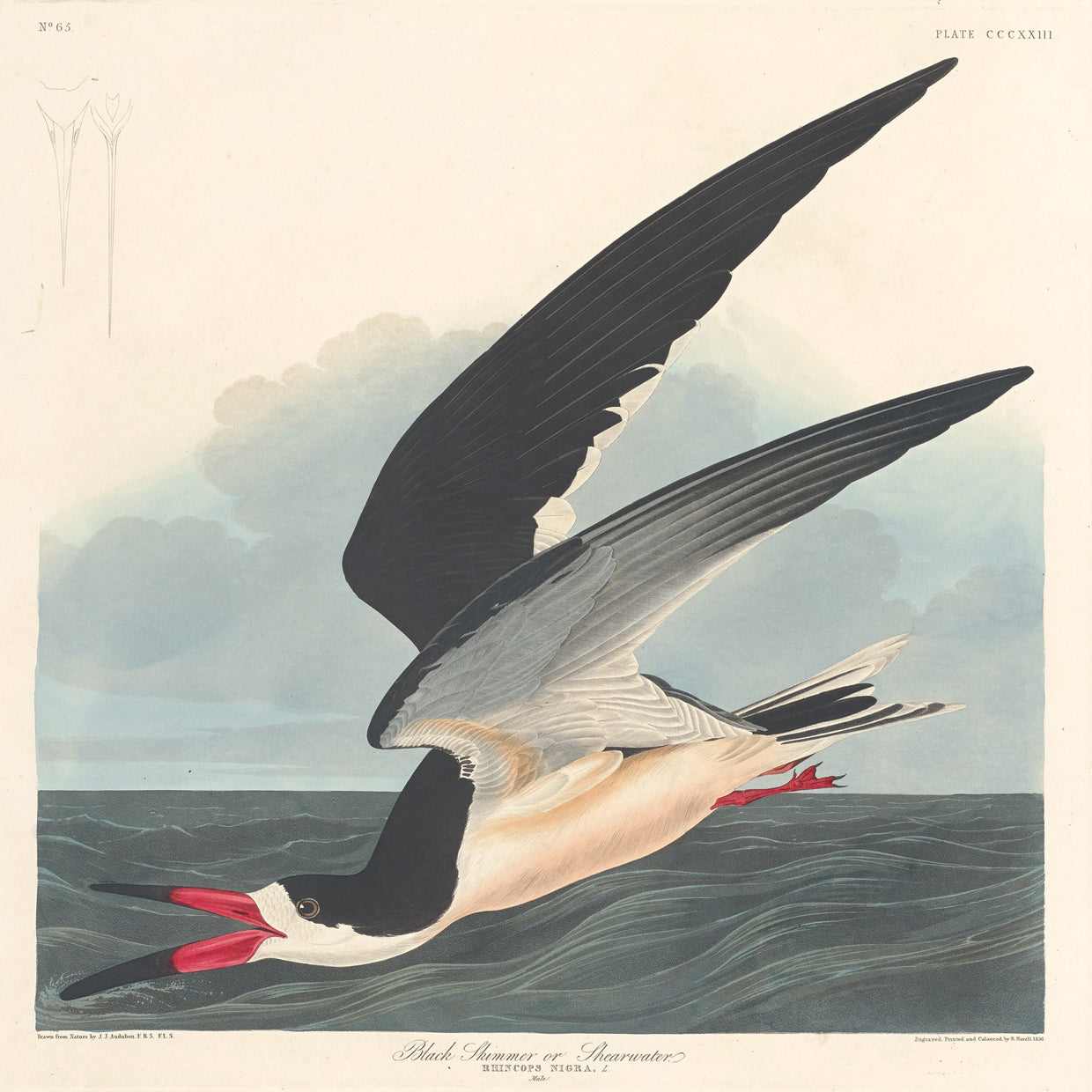 Audubon Collection 92