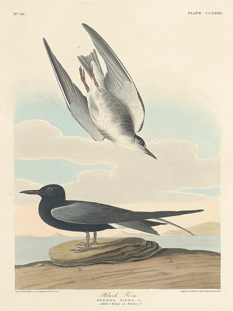 Audubon Collection 93