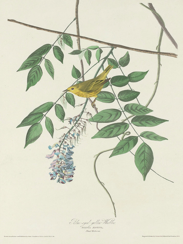 Audubon Collection 95