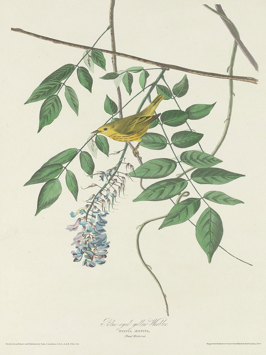 Audubon Collection 95