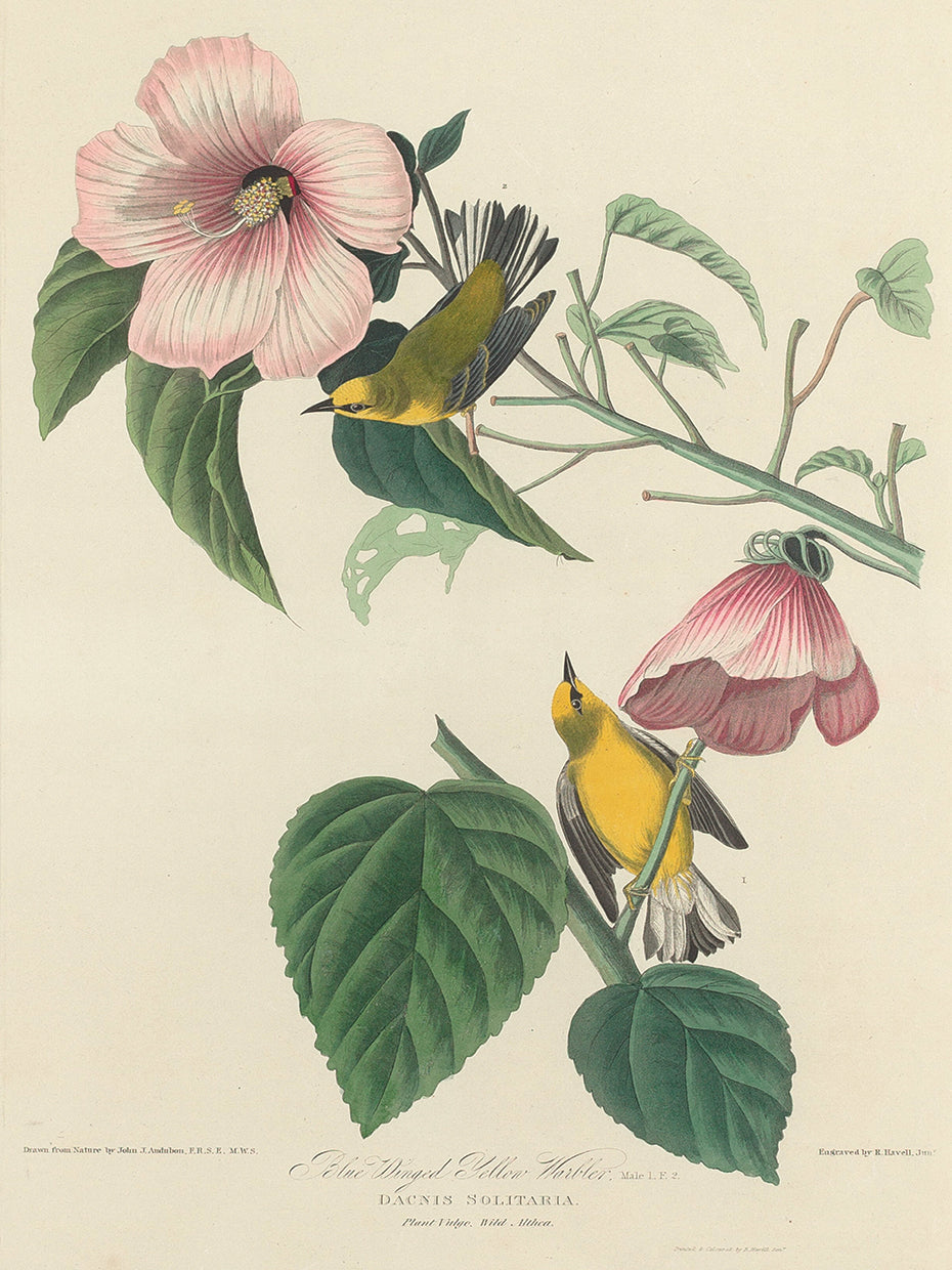 Audubon Collection 98