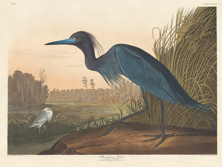Audubon Collection 99
