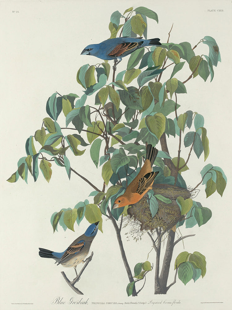 Audubon Collection 100