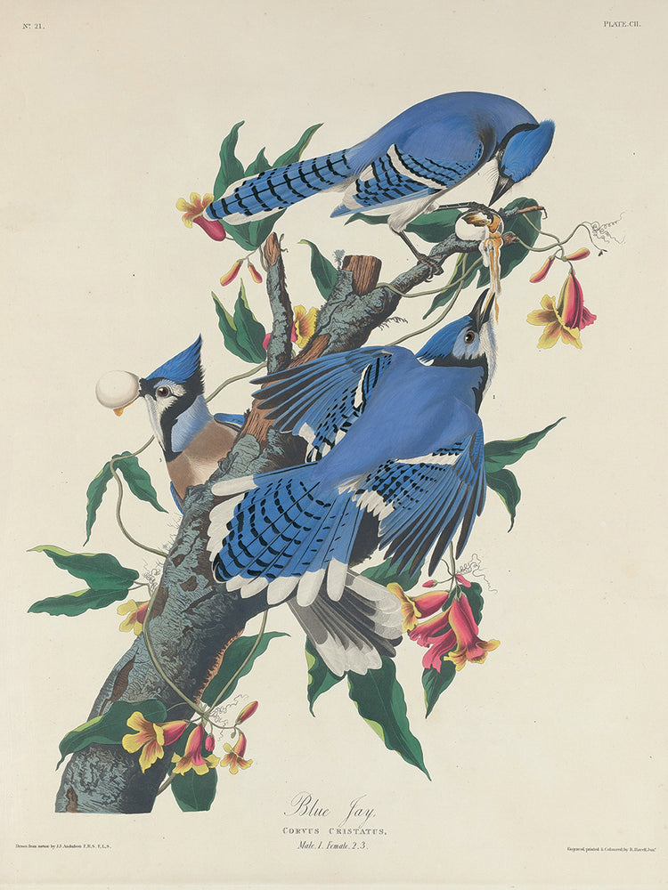 Audubon Collection 101