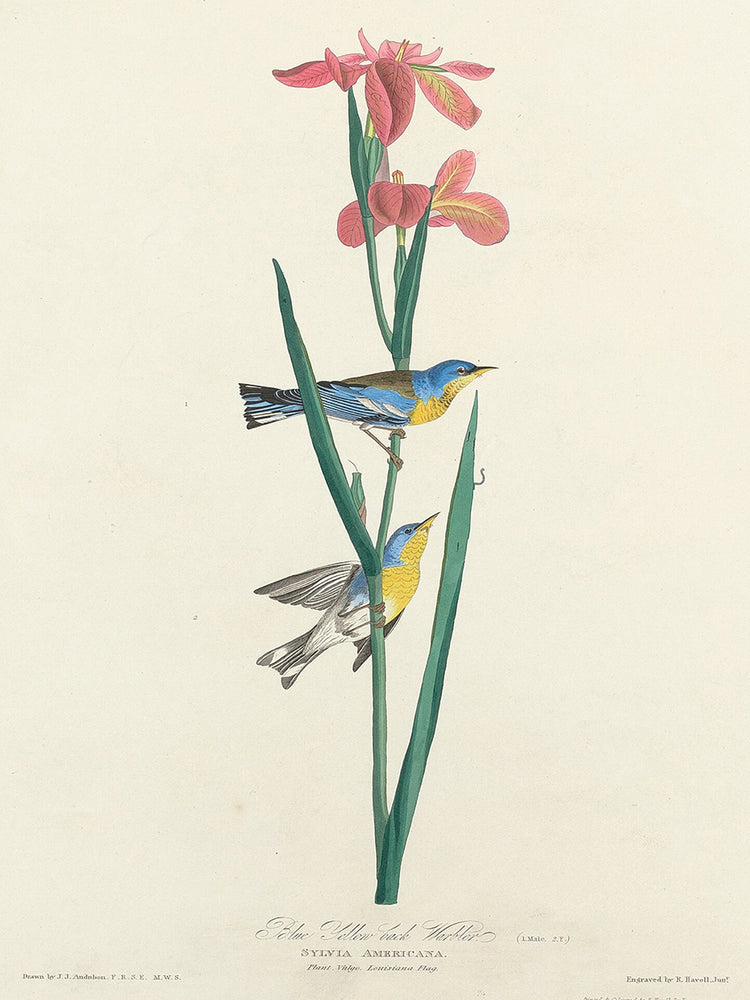 Audubon Collection 102