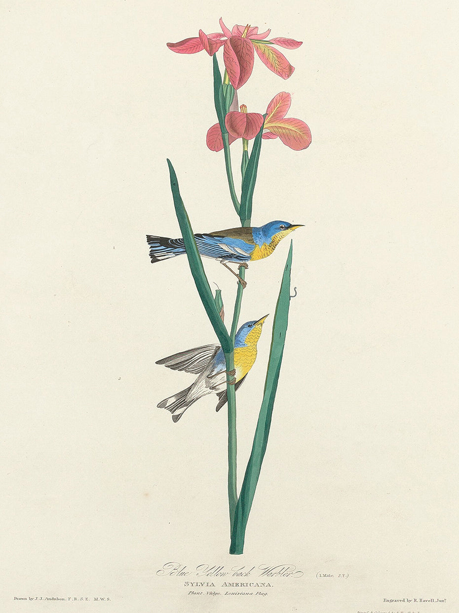 Audubon Collection 102