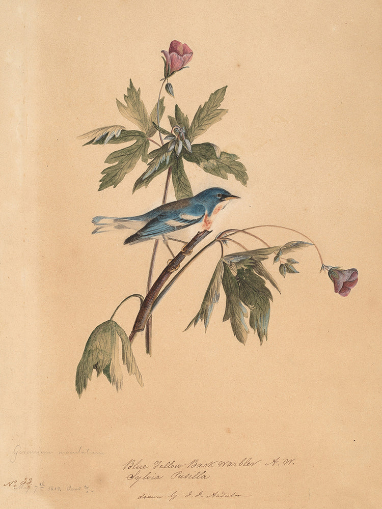 Audubon Collection 103