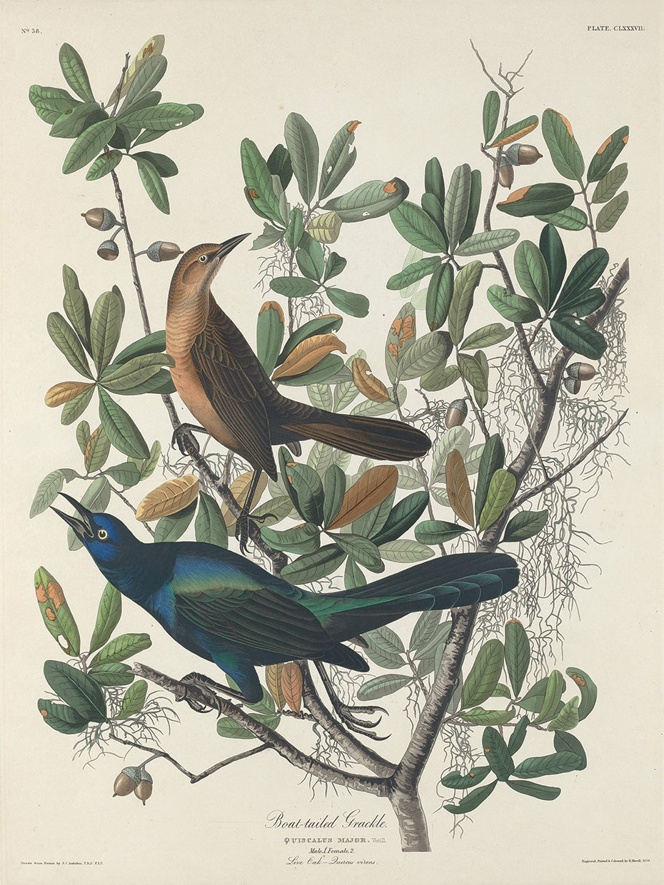 Audubon Collection 104