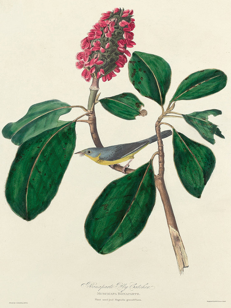 Audubon Collection 105