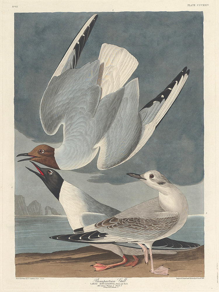 Audubon Collection 106