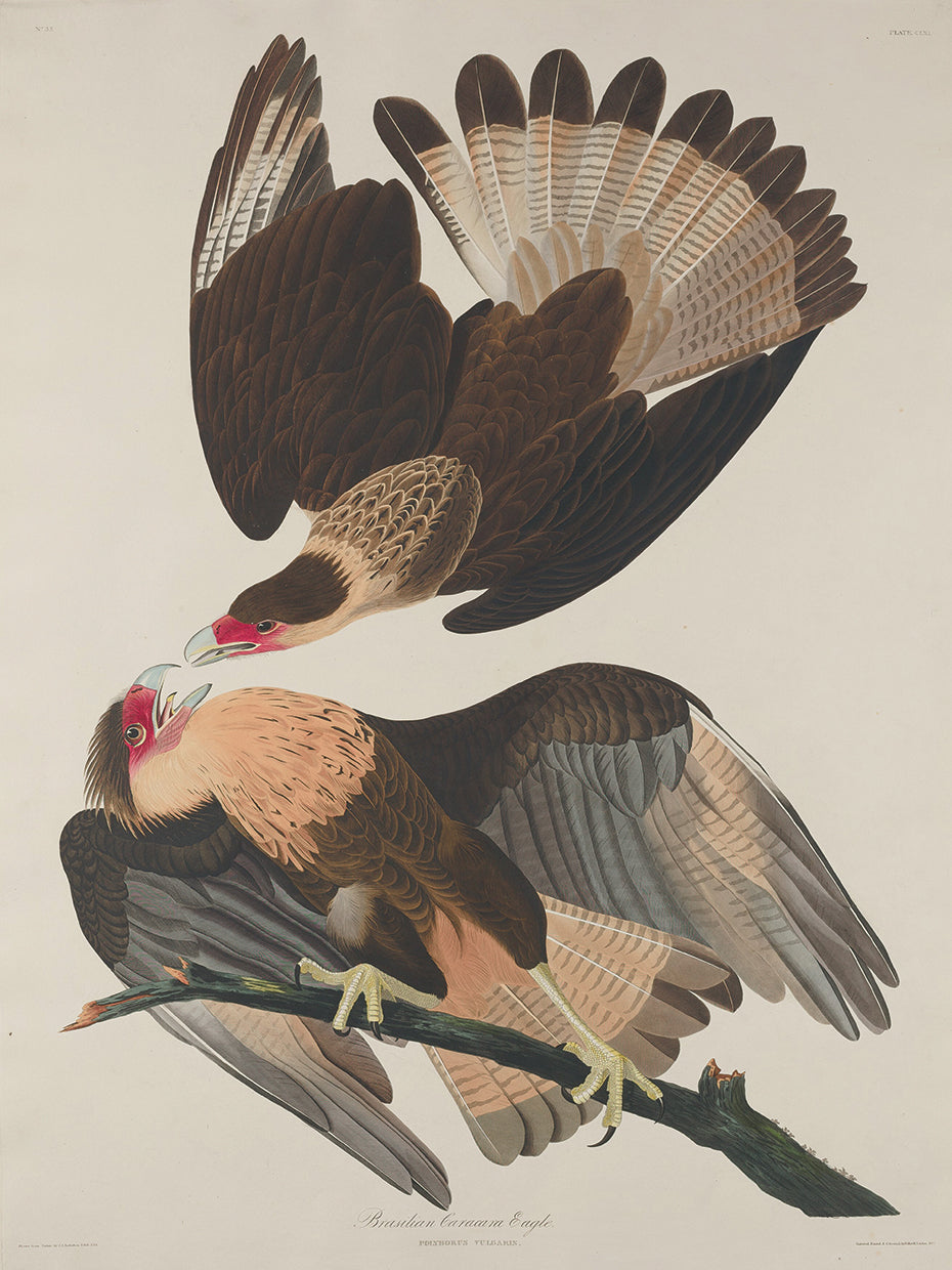 Audubon Collection 108