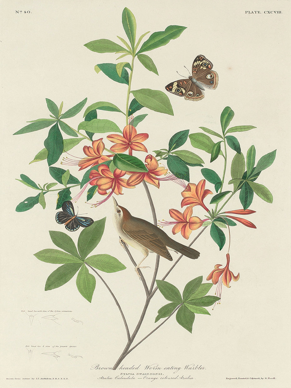 Audubon Collection 111