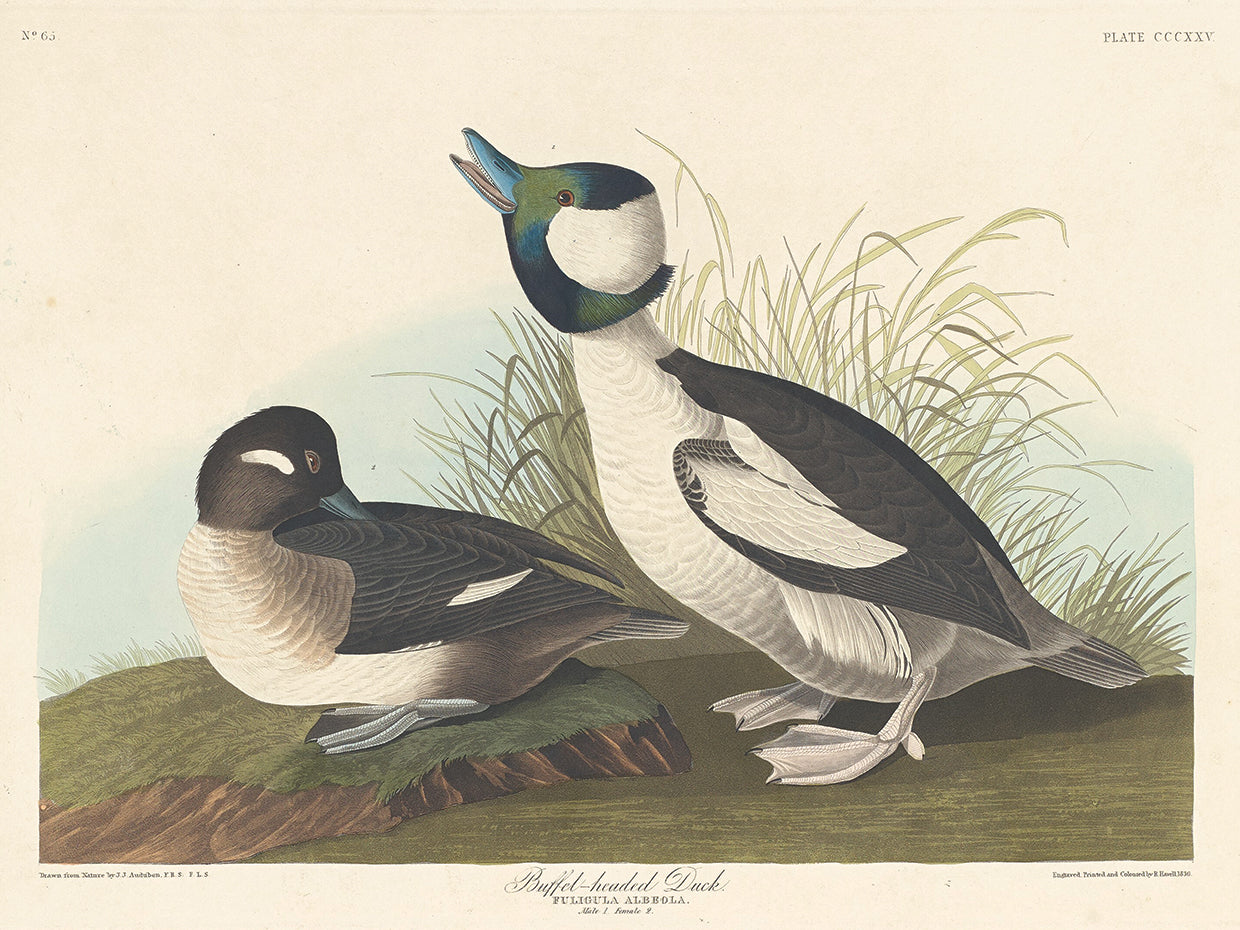 Audubon Collection 116