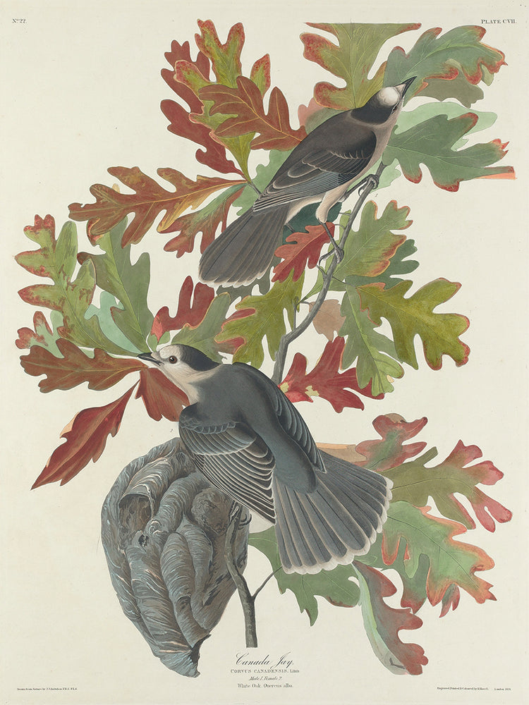 Audubon Collection 117