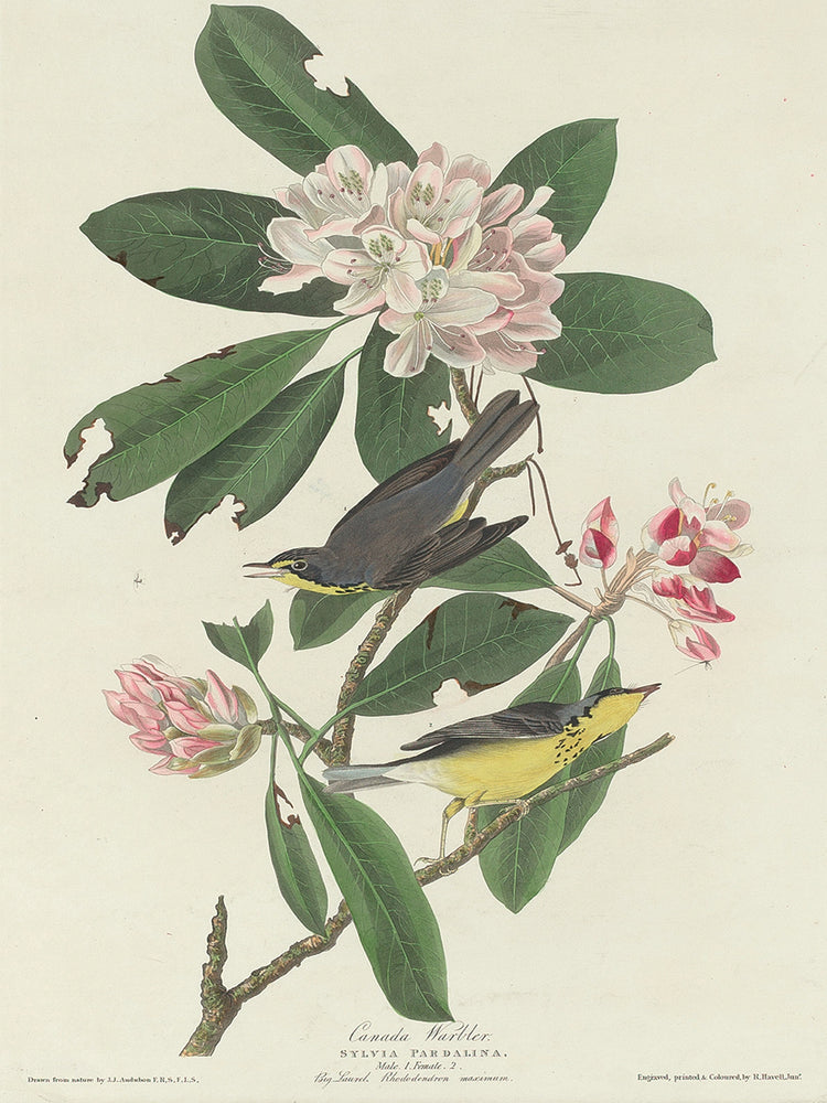 Audubon Collection 118