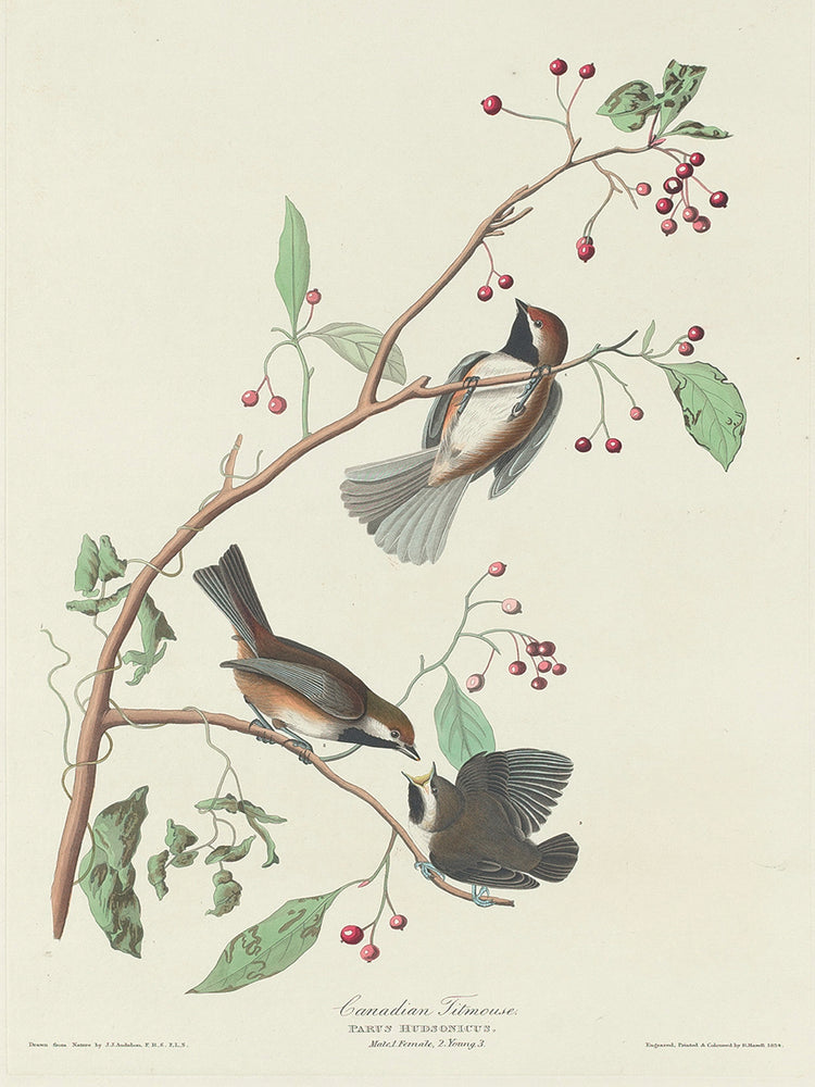 Audubon Collection 119