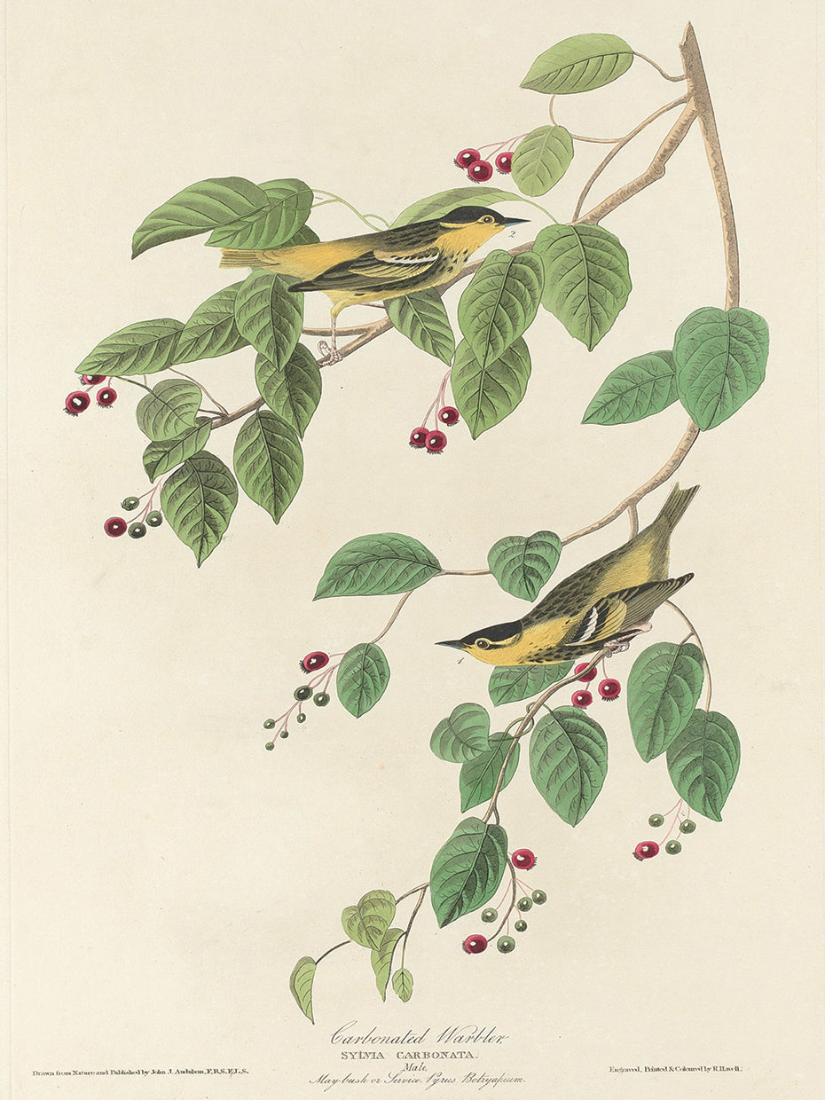 Audubon Collection 121