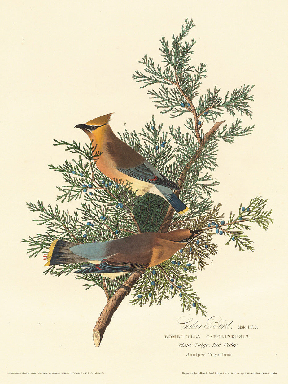Audubon Collection 127