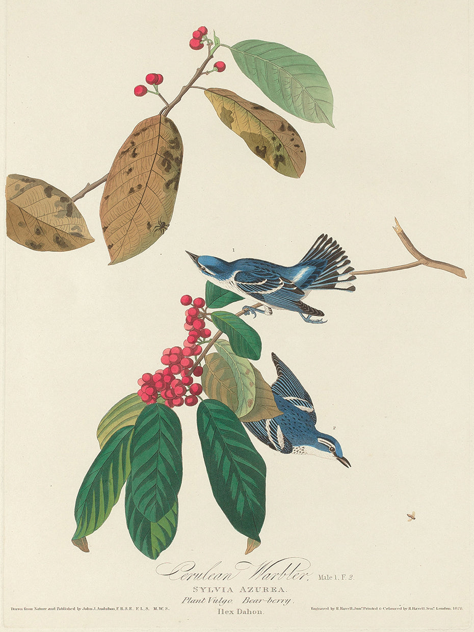 Audubon Collection 128