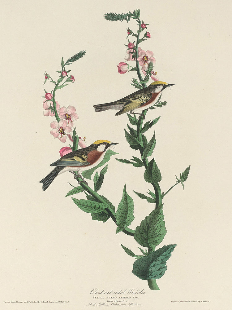Audubon Collection 129