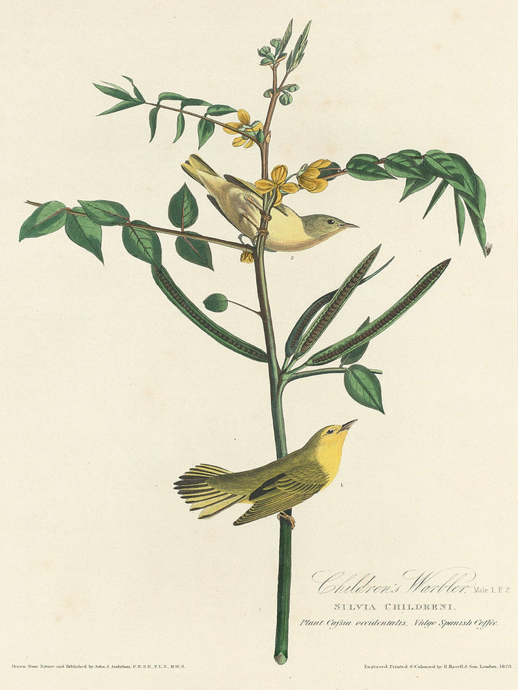 Audubon Collection 130