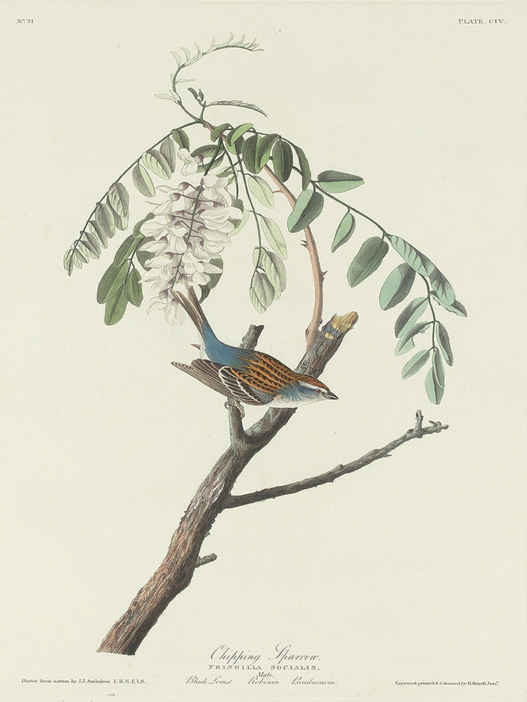 Audubon Collection 131