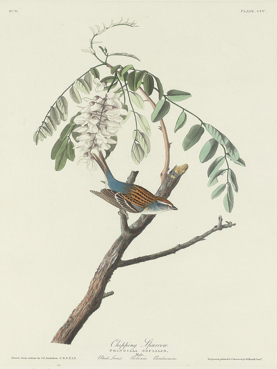 Audubon Collection 131