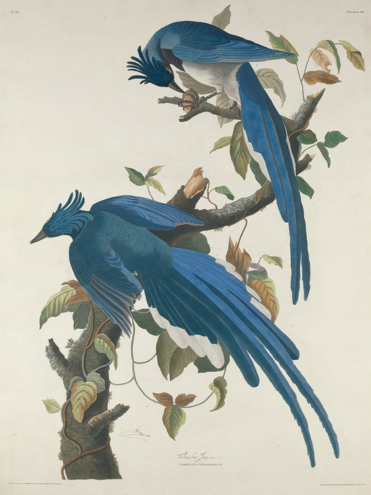 Audubon Collection 132