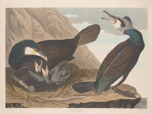 Audubon Collection 133