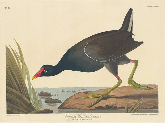 Audubon Collection 134