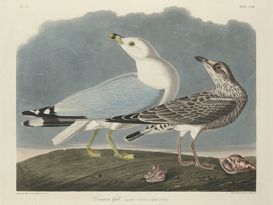 Audubon Collection 135