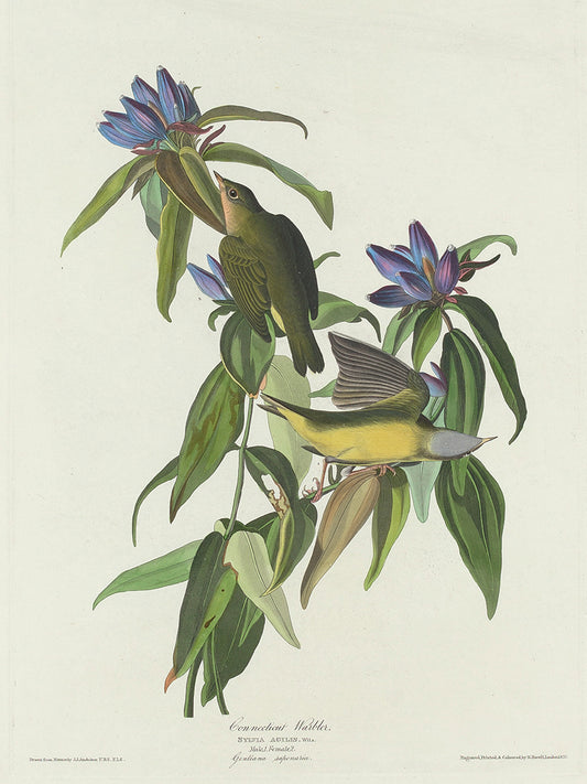 Audubon Collection 136