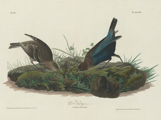 Audubon Collection 137